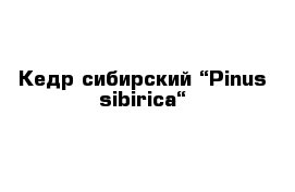 Кедр сибирский “Pinus sibirica“